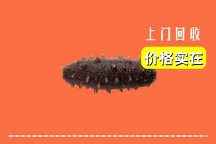 甘孜州丹巴回收海参
